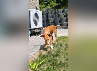 Bizchoco - kleiner Charmeur mit lustigen Ohren sucht sein Zuhause