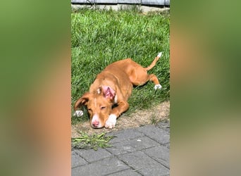 Bizchoco - kleiner Charmeur mit lustigen Ohren sucht sein Zuhause