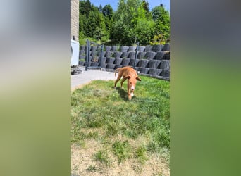 Bizchoco - kleiner Charmeur mit lustigen Ohren sucht sein Zuhause