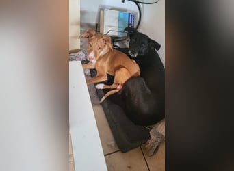 Bizchoco - kleiner Charmeur mit lustigen Ohren sucht sein Zuhause