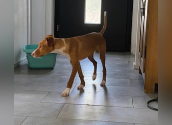 Bizchoco - kleiner Charmeur mit lustigen Ohren sucht sein Zuhause