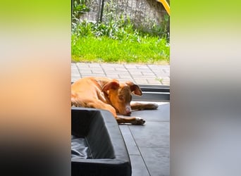 Bizchoco - kleiner Charmeur mit lustigen Ohren sucht sein Zuhause