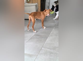 Bizchoco - kleiner Charmeur mit lustigen Ohren sucht sein Zuhause