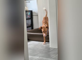 Bizchoco - kleiner Charmeur mit lustigen Ohren sucht sein Zuhause