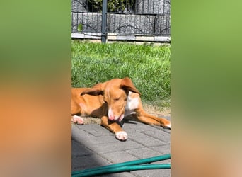 Bizchoco - kleiner Charmeur mit lustigen Ohren sucht sein Zuhause