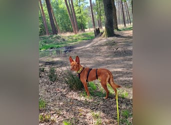 Entspannte Carol wartet auf ihre Menschen