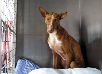 Podencorüde Café möchte das Tierheim verlassen