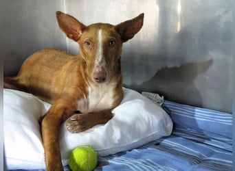 Podencorüde Café möchte das Tierheim verlassen