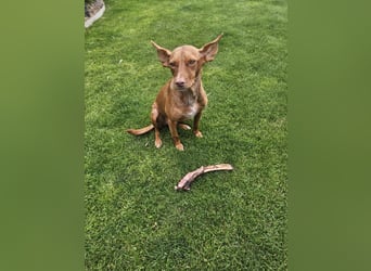 Entspannte Carol wartet auf ihre Menschen