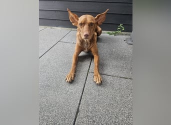 Entspannte Carol wartet auf ihre Menschen