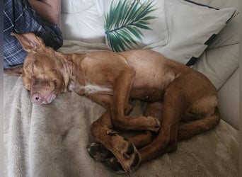 Entspannte Carol wartet auf ihre Menschen