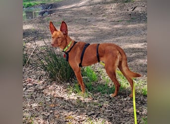 Entspannte Carol wartet auf ihre Menschen