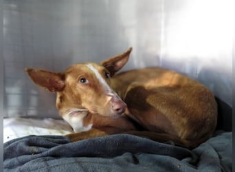 Podencorüde Café möchte das Tierheim verlassen