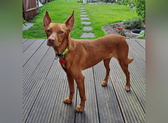 Entspannte Carol wartet auf ihre Menschen