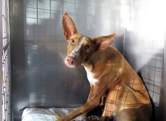 Podencorüde Café möchte das Tierheim verlassen