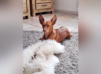 Entspannte Carol wartet auf ihre Menschen