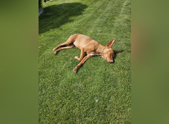 Entspannte Carol wartet auf ihre Menschen