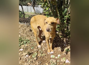 älterer Podenco-Bube sucht seine Menschen