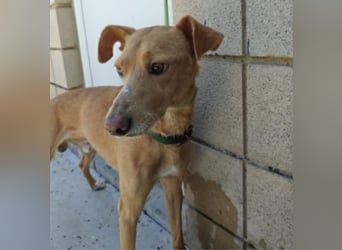 älterer Podenco-Bube sucht seine Menschen