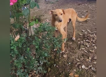 älterer Podenco-Bube sucht seine Menschen