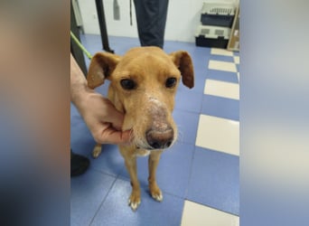 älterer Podenco-Bube sucht seine Menschen