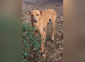 älterer Podenco-Bube sucht seine Menschen