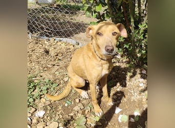 älterer Podenco-Bube sucht seine Menschen