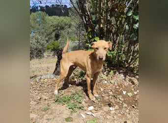 älterer Podenco-Bube sucht seine Menschen