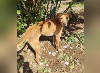 älterer Podenco-Bube sucht seine Menschen