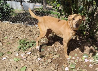 älterer Podenco-Bube sucht seine Menschen