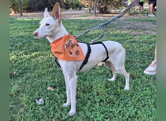 JUANI, w., kastr., Podenco-Mix, 44 cm, geb. 06/2022 (Düsseldorf)