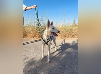 JUANI, w., kastr., Podenco-Mix, 44 cm, geb. 06/2022 (Düsseldorf)