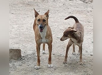DULCE