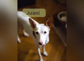 JUANI, w., kastr., Podenco-Mix, 44 cm, geb. 06/2022 (Düsseldorf)