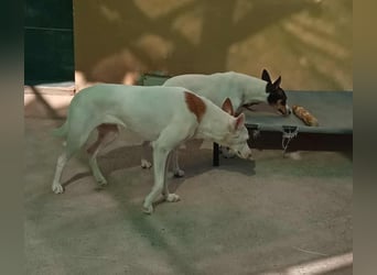 JUANI, w., kastr., Podenco-Mix, 44 cm, geb. 06/2022 (Düsseldorf)