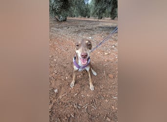 DULCE