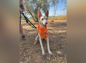 JUANI, w., kastr., Podenco-Mix, 44 cm, geb. 06/2022 (Düsseldorf)