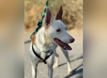 JUANI, w., kastr., Podenco-Mix, 44 cm, geb. 06/2022 (Düsseldorf)