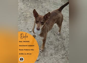 DULCE
