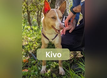 KIVO