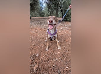DULCE