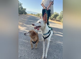 JUANI, w., kastr., Podenco-Mix, 44 cm, geb. 06/2022 (Düsseldorf)