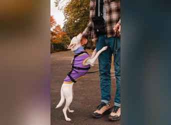 JUANI, w., kastr., Podenco-Mix, 44 cm, geb. 06/2022 (Düsseldorf)