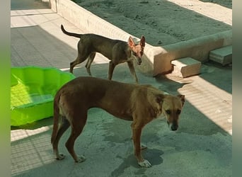 DULCE