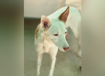 JUANI, w., kastr., Podenco-Mix, 44 cm, geb. 06/2022 (Düsseldorf)