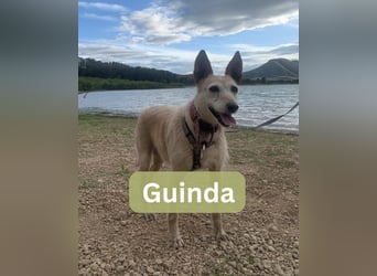 GUINDA