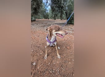 DULCE