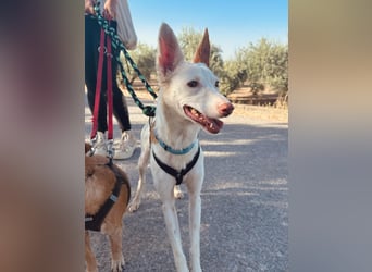 JUANI, w., kastr., Podenco-Mix, 44 cm, geb. 06/2022 (Düsseldorf)