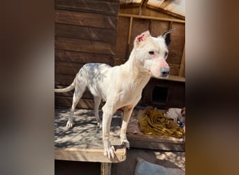 Nata – zartes Herz sucht liebevolles Zuhause