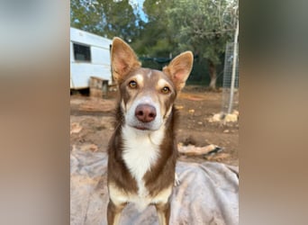 fröhlicher freundlicher agiler JACO